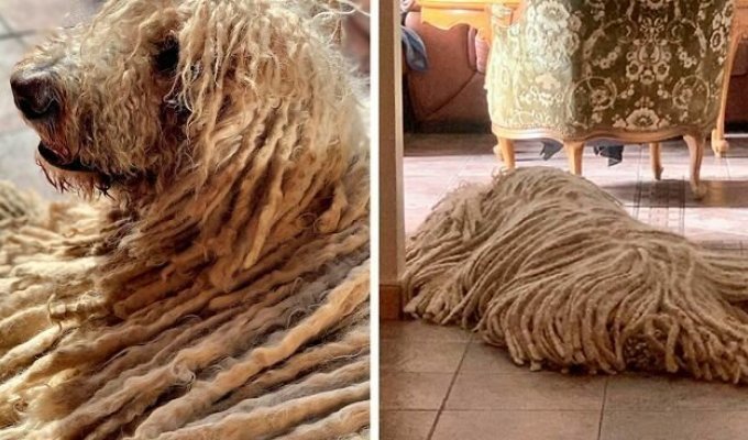 Собачка или швабра: необычный домашний питомец покорил интернет (24 фото)