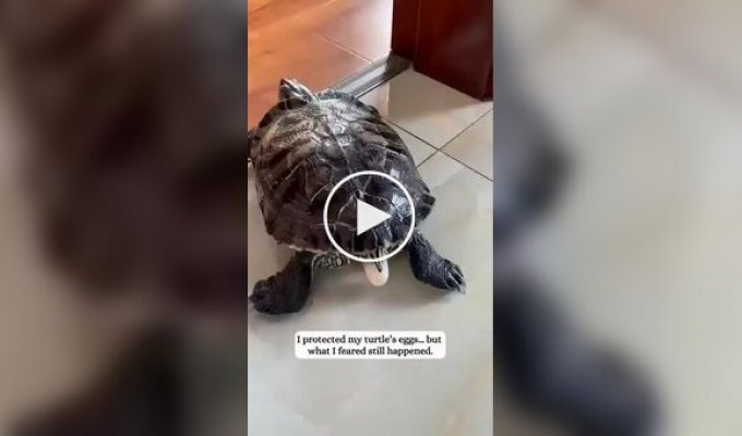 Порятунок із тріснутого яйця: чоловік виходив черепашонка