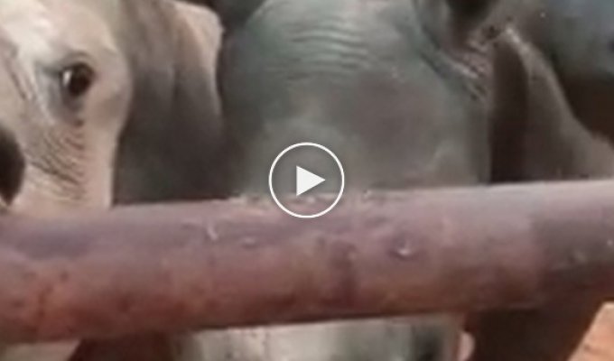 Детеныши носорога «мяукают» выпрашивая еду