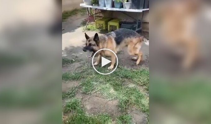 “No need, he’s not worth it!”: a dog calming his violent friend