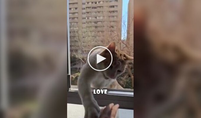 Этот кот приходит каждый день только для того, чтобы ударить соседа