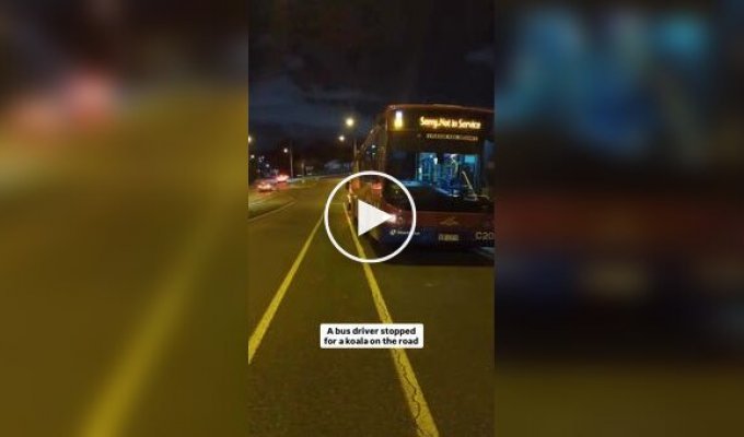 Водитель спас коалу с дороги и посадил ее в свой автобус