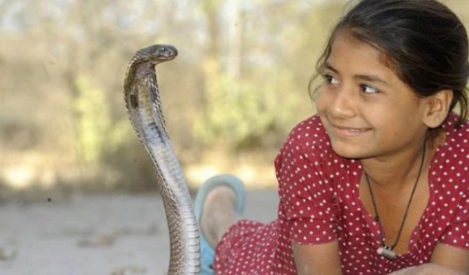 Девочка-кобра из Индии отлично ладит с опасными змеями (6 фото)