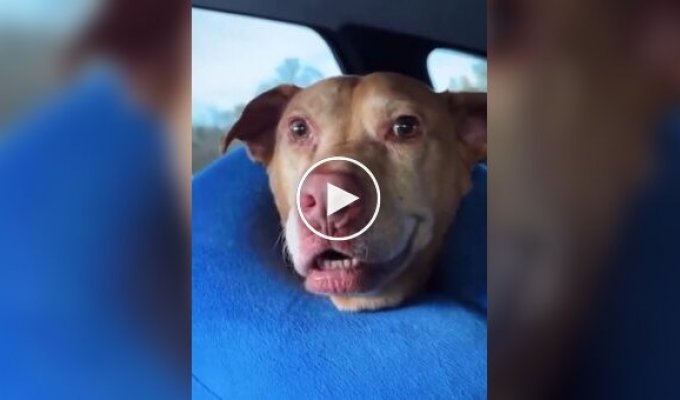 Собаки после анестезии