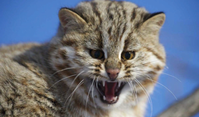 Амурская кошка: В тайге даже котики валят косуль (8 фото)