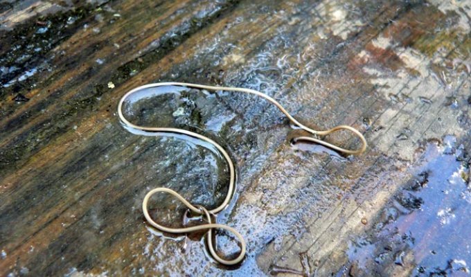 Кінське волосся: черв'як-паразит водойм (9 фото)