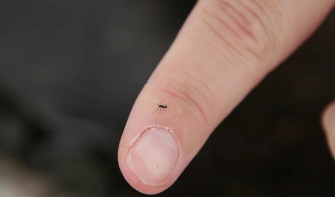 Антарктический комар: единственное насекомое Южного полюса (6 фото)