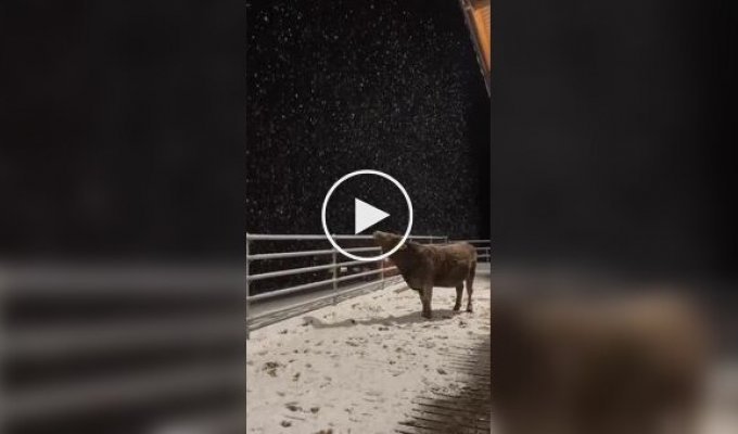 Корова пытается поймать снежинки