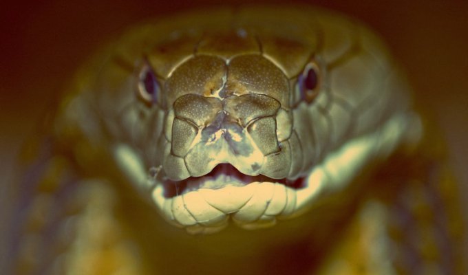 Королевская кобра (13 фото)