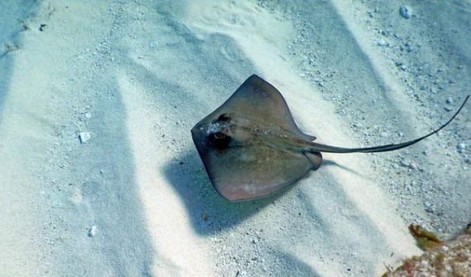 What dried stingrays look like (3 photos)