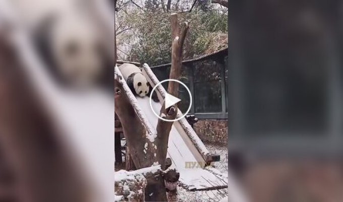Снегу рады даже панды