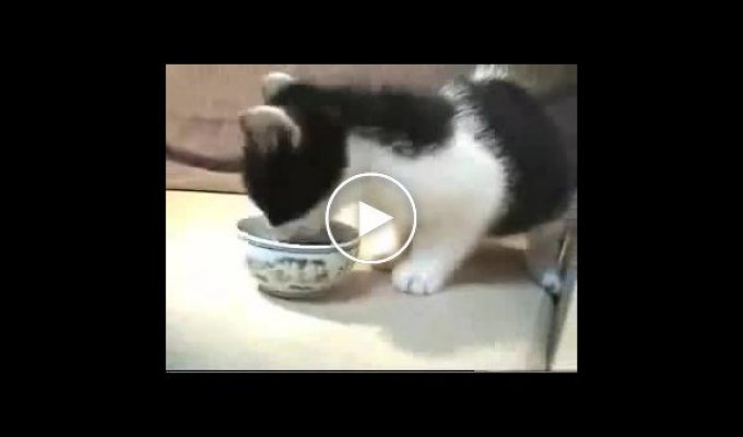 Забавный и голодный котик