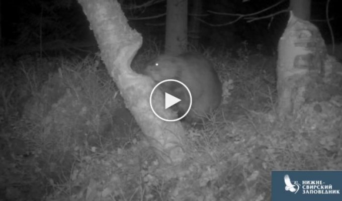 Three minutes in the life of a beaver