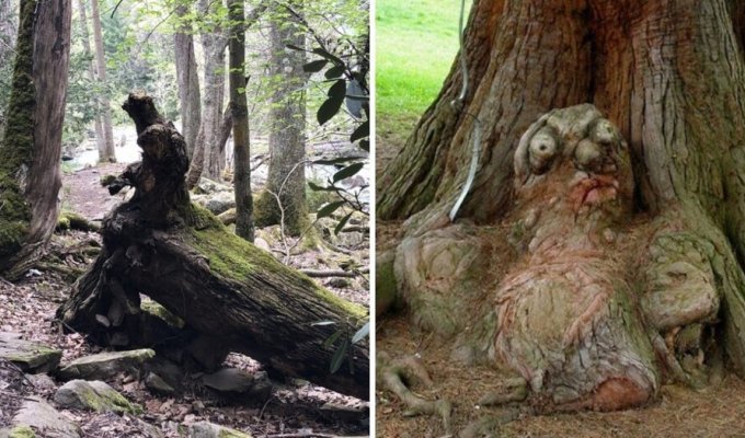 Unusual trees that managed to masterfully pretend to be something else (17 photos)