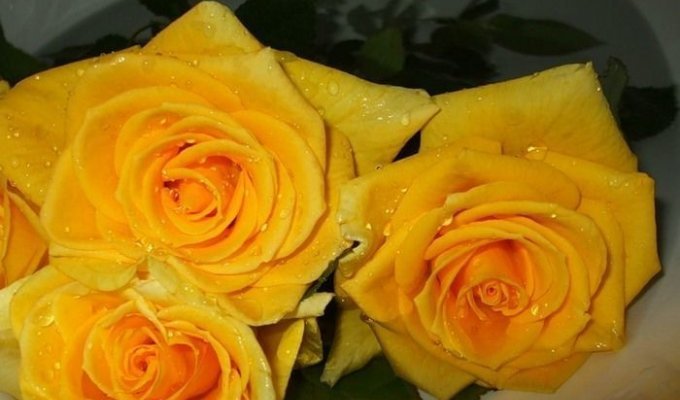 Yellow roses (32 photos)