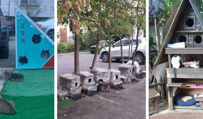 В московском дворе возвели жилкомплекс для бродячих кошек (8 фото + 1 видео)
