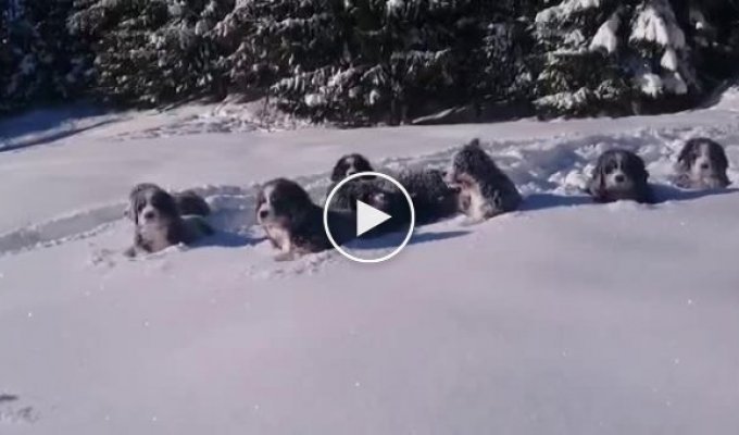 We are not looking for easy ways. Cheerful puppies make their way through large snowdrifts