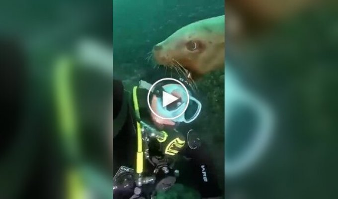 Суровые и не очень обитатели морей и океанов