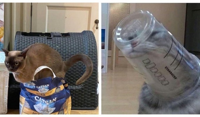 18 stupid cats that have only one neuron (19 photos)