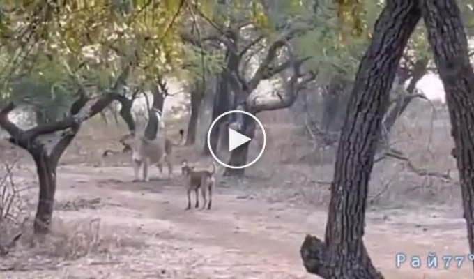 Пёс напал на льва и попал на видео в индийском заповеднике