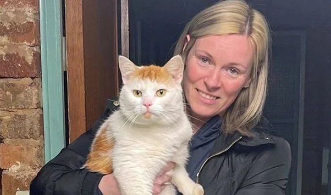 A missing cat walked almost 500 kilometers in a couple of weeks (2 photos)