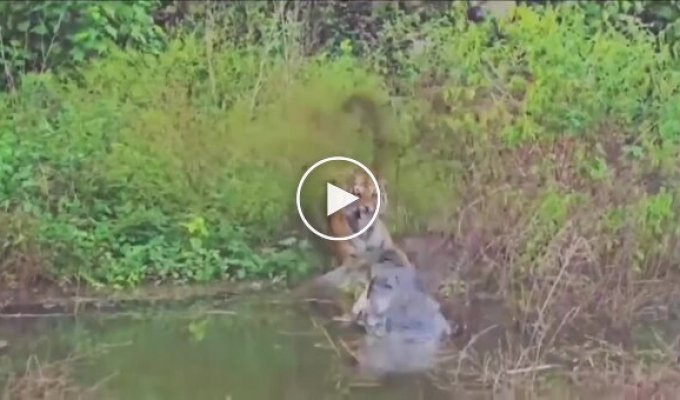 Крокодил напугал тигра