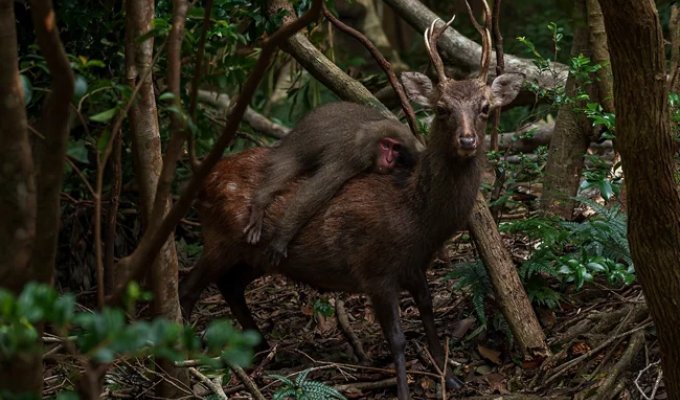 Why do monkeys ride reindeer (10 photos)