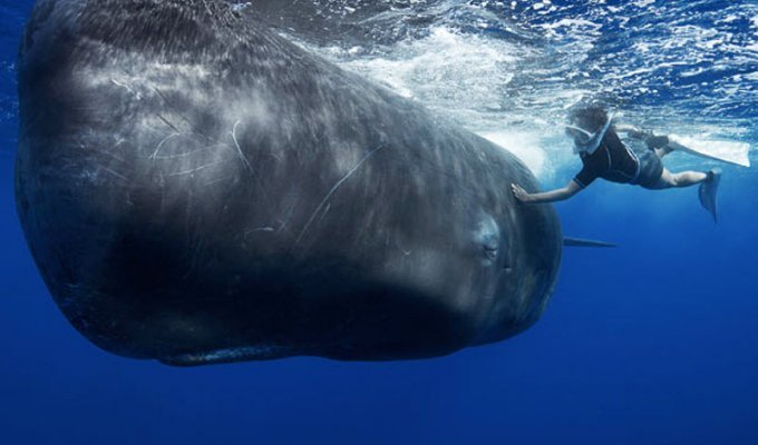 Заклинатель китов (13 фото)