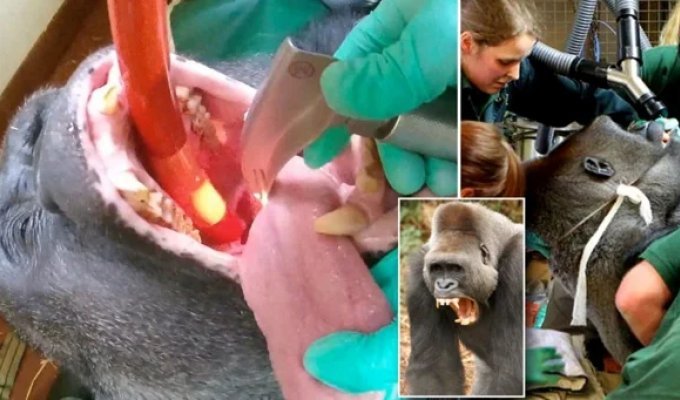 A gorilla with a tooth abscess went to see a dentist (8 photos)