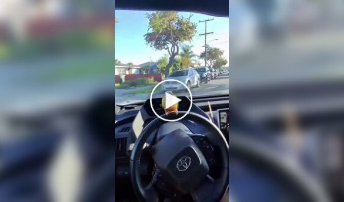 Папуга любить сидіти на рулі в машині господаря