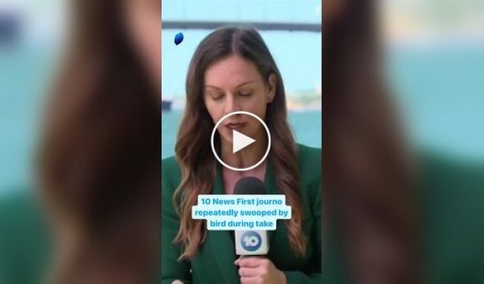 Журналистка подверглась нападению птицы во время съемки новостного сюжета