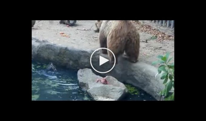 Медведь спасает тонущую ворону