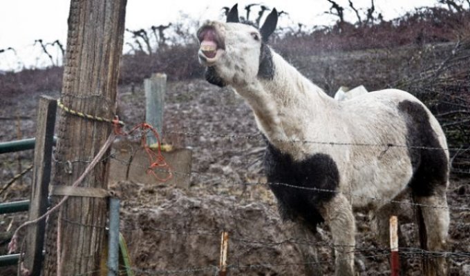 Спасение лошадей, живших в болоте за колючей проволокой (10 фото + видео)