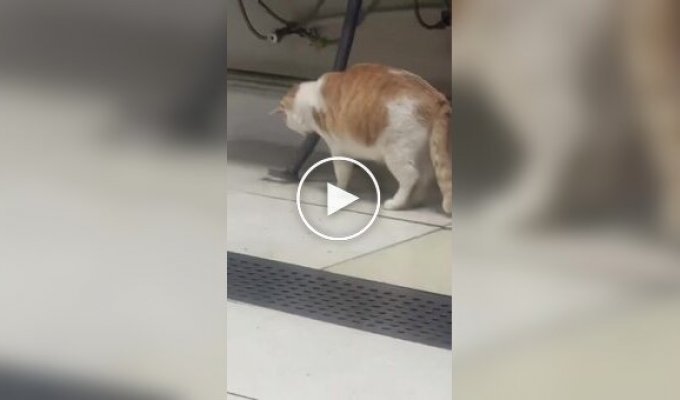 Профессионал: кошка ловит крысу