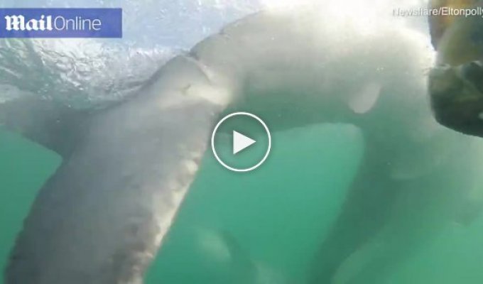 Дайверы засняли, как большая белая акула атаковала маленькую