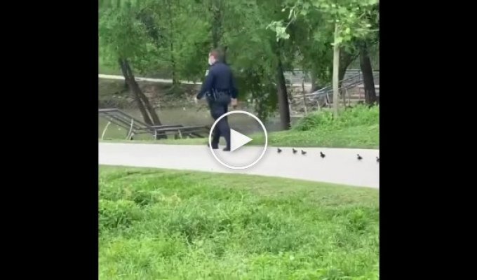 Полицейские построили потерявшихся в парке утят
