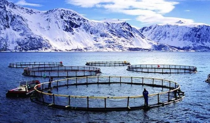 Aquaculture vs. Wild Fish: What We Really Eat (11 photos)