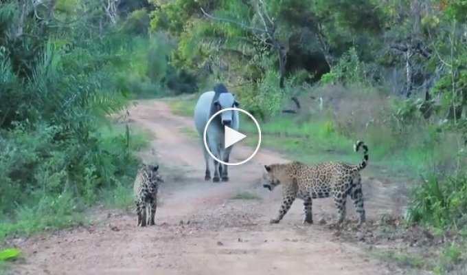 A bull chased jaguars off the road in Brazil