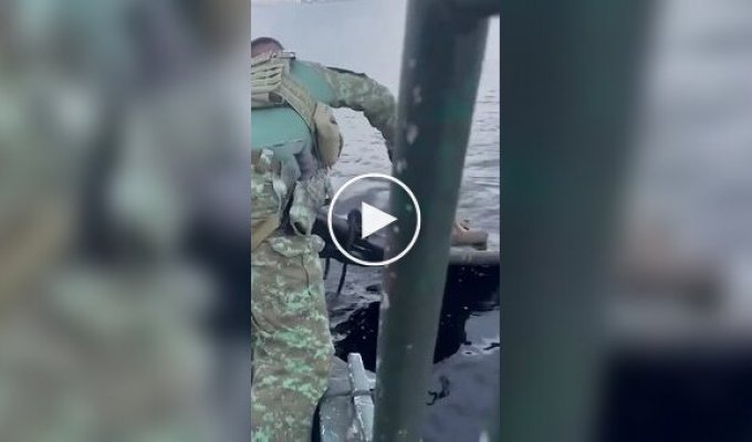 Пораненого ягуара врятували з Ріу-Негру