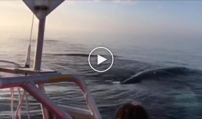 Сразу три кита всплыли у лодки с туристами, а затем один за другим выпрыгнули из воды