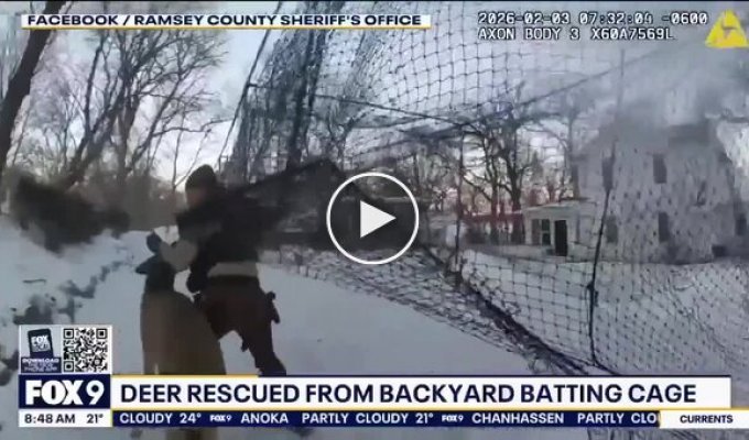 Борьба за свободу: олень запутался в сетке на спортивной площадке