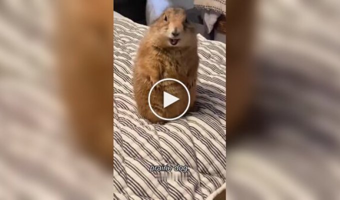 Из жизни луговых собачек