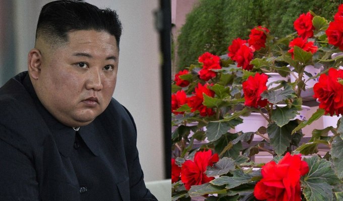 Ким Чен Ын наказал фермеров, у которых к празднику не зацвели красные бегонии (7 фото)
