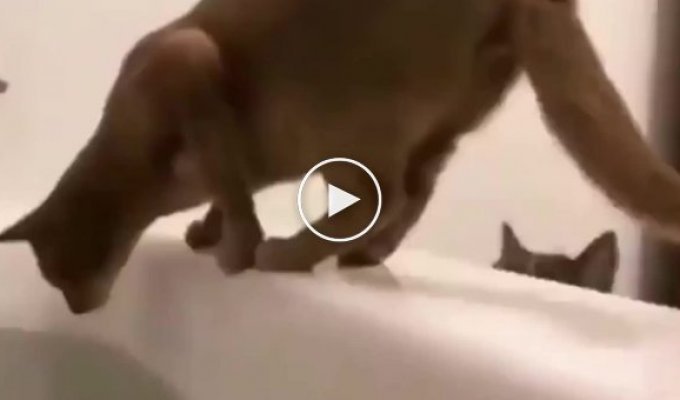 The treacherous cat threw his fellow cat into his owner's bathtub