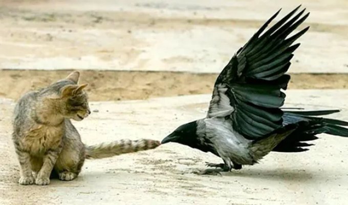 Никогда не переходи дорогу вороне. Она будет мстить всю жизнь! (10 фото)