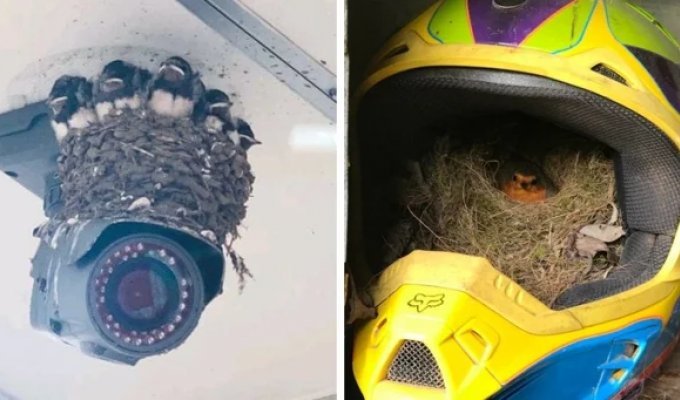 15 случаев, когда осы и птицы вторглись на территорию человека (16 фото)