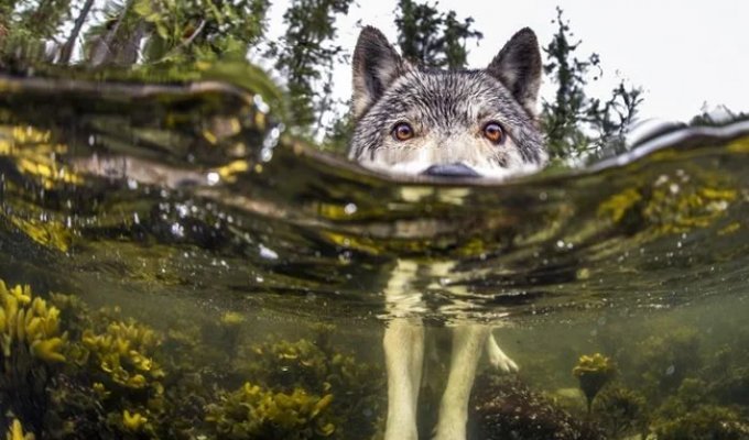 Meet the rare sea wolves that live near the ocean and swim in it for hours (17 photos)