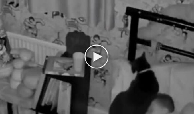 Animals (short videos). Release 104