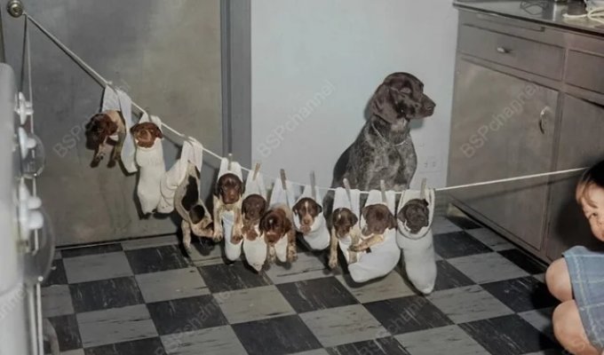 Подборка смешных и забавных фотографий с собаками, которые поднимут настроение (21 фото)