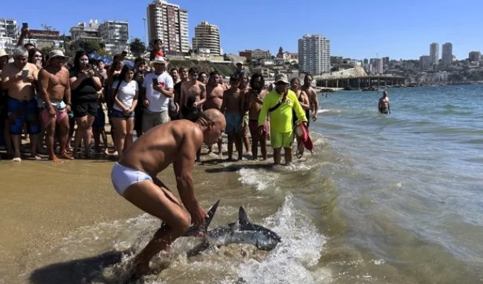 A Vacationer in Chile Saved a Shark That Washed Up on a Beach (2 photos + 1 video)